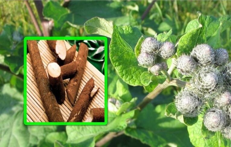 Burdock is highly valued in the treatment of arthrosis of the knee joint with folk remedies.