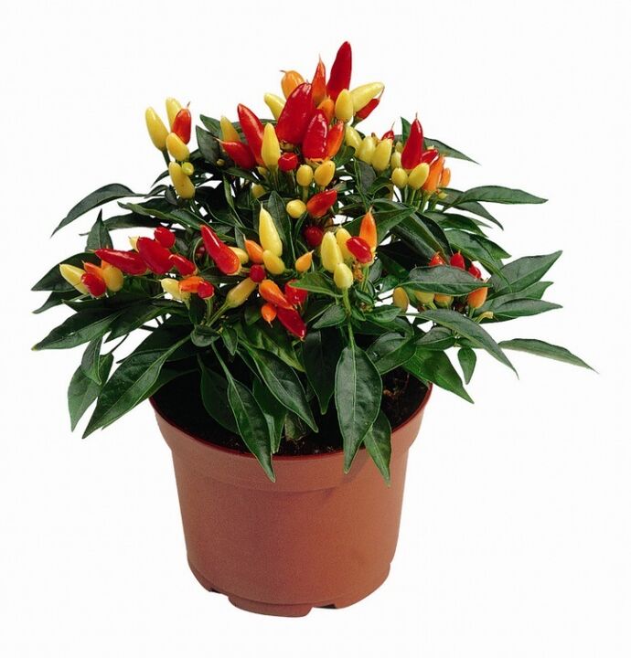 capsicum capsicum in HondroFrost in polyarthritis